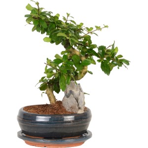 Zimmerbonsai mit grünen Blättern und Deko-Stein in blauem Topf, Topf-Ø ca. 21 cm.
