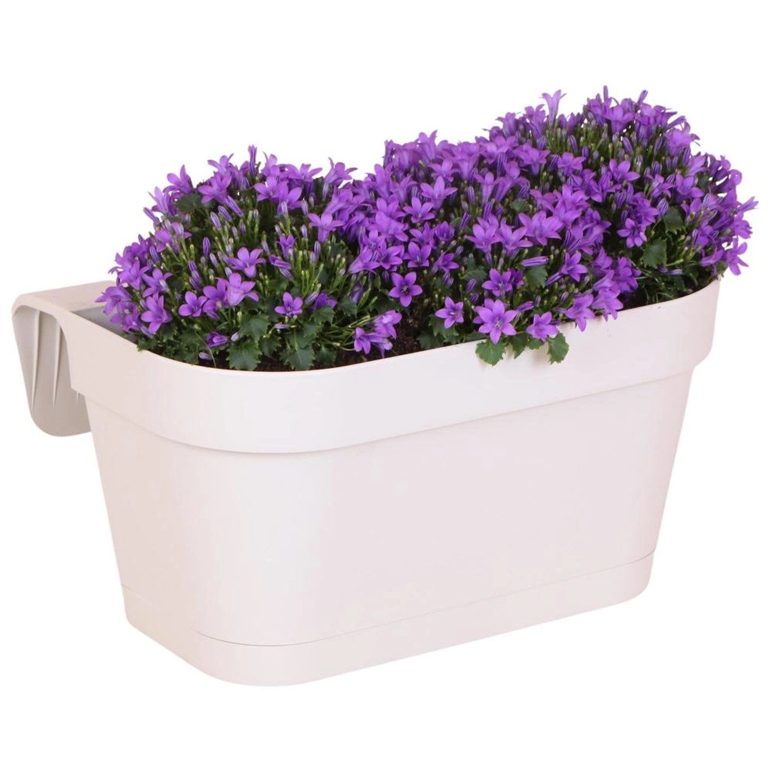 Exotenherz Campanula Addenda Glockenblume Violett Balkonkasten Weiß mit 3 C günstig online kaufen