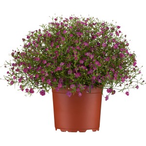 GROW by OBI Schleierkraut im Topf, rosa Blüten. Gypsophila muralis als Kübelpflanze.