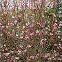 Rosa blühender Duft-Schneeball Viburnum Bodnantense Dawn, 80-100 cm hoch.