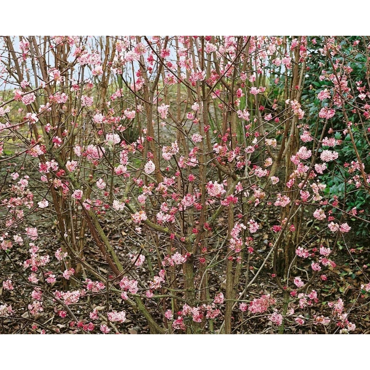 Rosa blühender Duft-Schneeball Viburnum Bodnantense Dawn, 80-100 cm hoch.