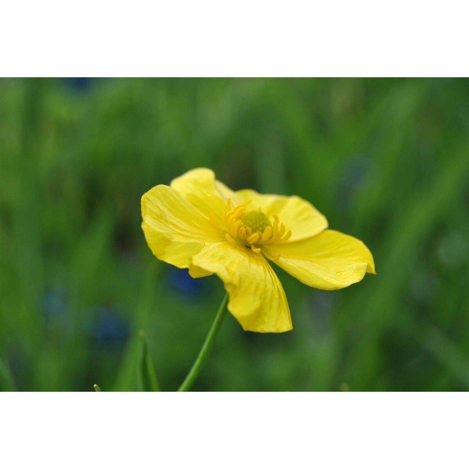 Ranunculus Lingua Zungen Hahnenfuß Ca. 9x9 cm Topf günstig online kaufen
