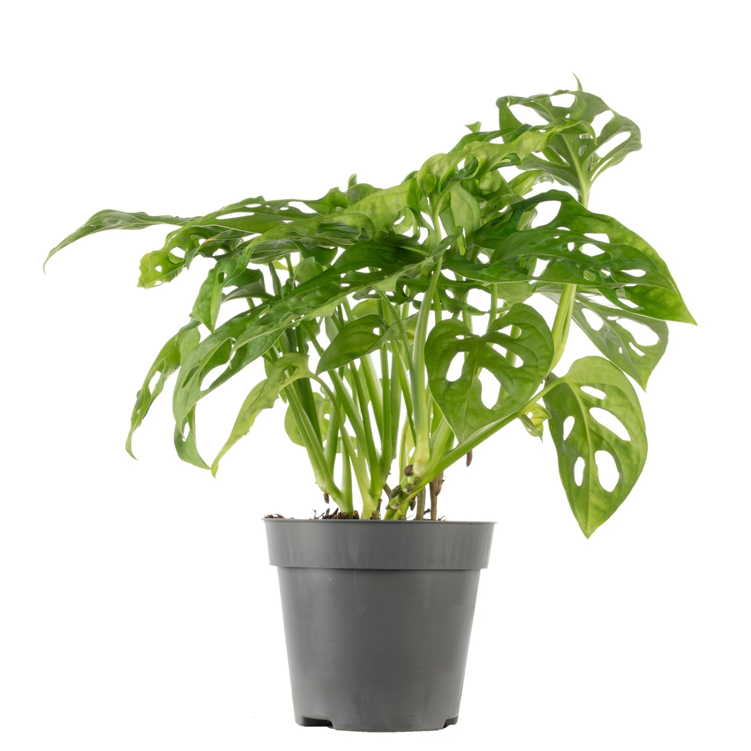 Value Greens Pflegeleichtes Fensterblatt  Kletternde Monstera 'Monkey'  Top günstig online kaufen