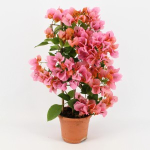 Drillingsblume Bougainvillea am Spalier, ca. 55cm hoch, rosa Blüten im Terrakotta Topf.