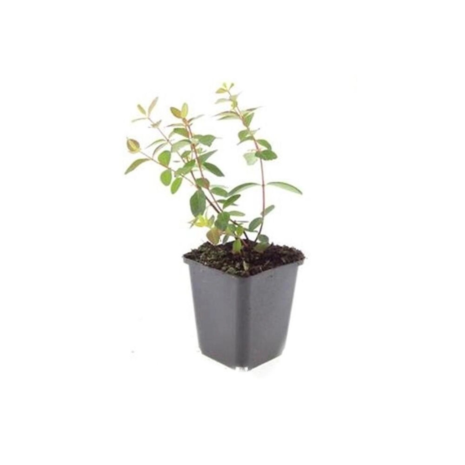 Exotenherz Bodendecker Johanniskraut Hypericum Dummeri Peter Dummer 9cm Top günstig online kaufen