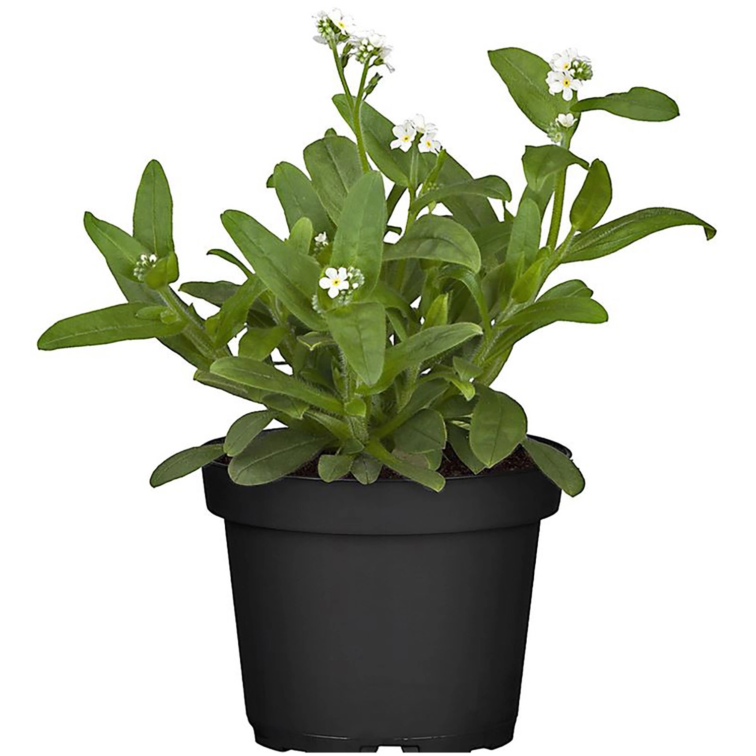 Beetpflanze mit weißen Blüten im Topf (ca. 12 cm Ø), ideal für Balkon und Garten.