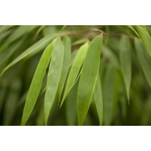 Nahaufnahme des grünen, immergrünen Fargesia Rufa Bambus, 40–60 cm hoch.