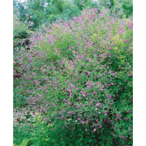 Buschklee Lespedeza Bicolor mit rosa Blüten, ca. 30-40 cm hoch.