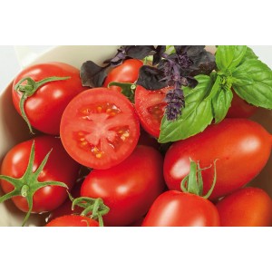 Frische, rote Eiertomaten der Sorte 'Solanum lycopersicum' im Topf, ideal für den Frischverzehr.