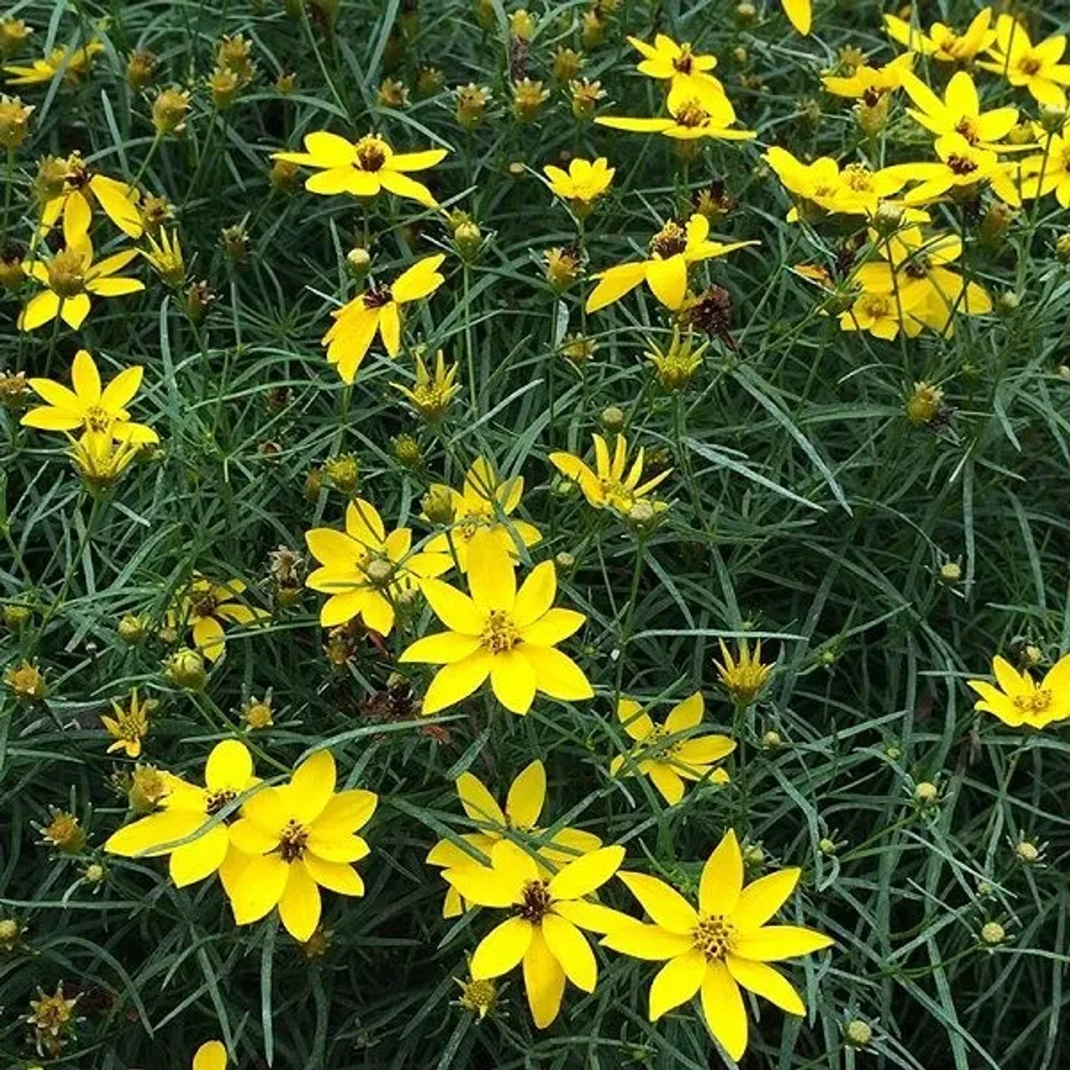 6 x Mädchenauge 'Zagreb' Coreopsis verticillata Topf 9cm Gelbe Blüten