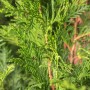 Detailaufnahme der grünen Nadeln einer Thuja 'Atrovirens' Heckenpflanze.
