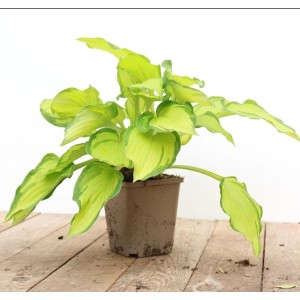 Funkie 'Gold Drop' im Topf, goldgelbe Blätter mit grünem Rand, Stauden für halbschattige Standorte.