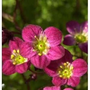Nahaufnahme von rosa Moossteinbrech (Saxifraga arendsii) Blüten.
