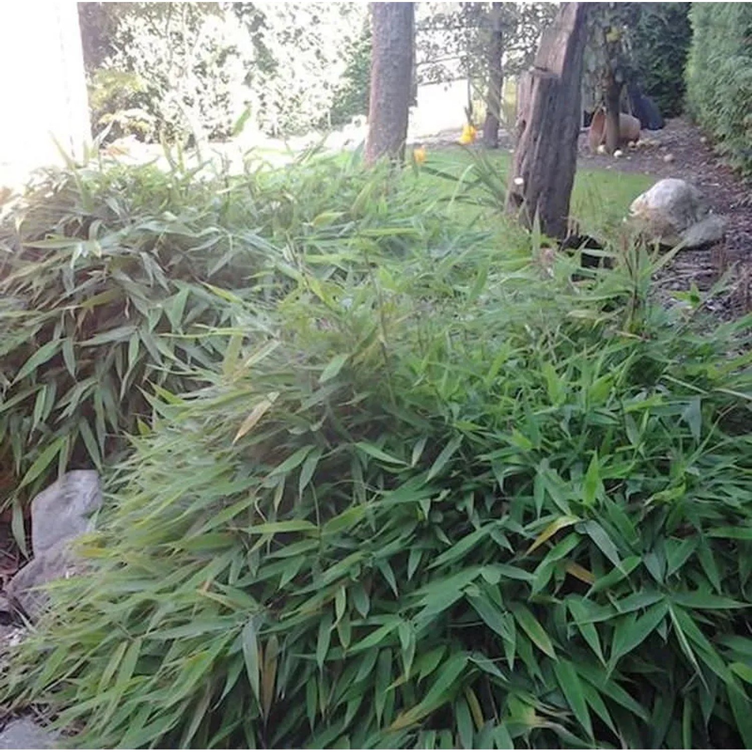 Mini Bambus Elias 40-50cm - Fargesia murielae