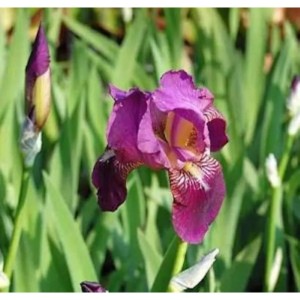 Schwertlilie Imperator - Iris barbata