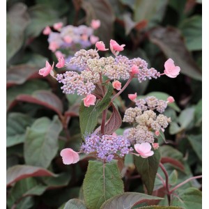 Fellhortensie 'Hot Chocolate' mit rosa Blüten und dunklem Laub, 80-100cm hoch.