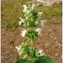Nahaufnahme der blühenden, weißen Katzenminze Alba (Nepeta faassenii) Staude.
