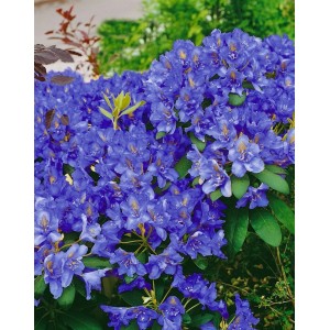 Blühender Rhododendron Fastigiatum Intrifast mit violetten Blüten, 30–40 cm hoch.