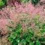 Purpurglöckchen 'Strawberry Swirl' im Topf mit rosa Blüten und grünem Laub.