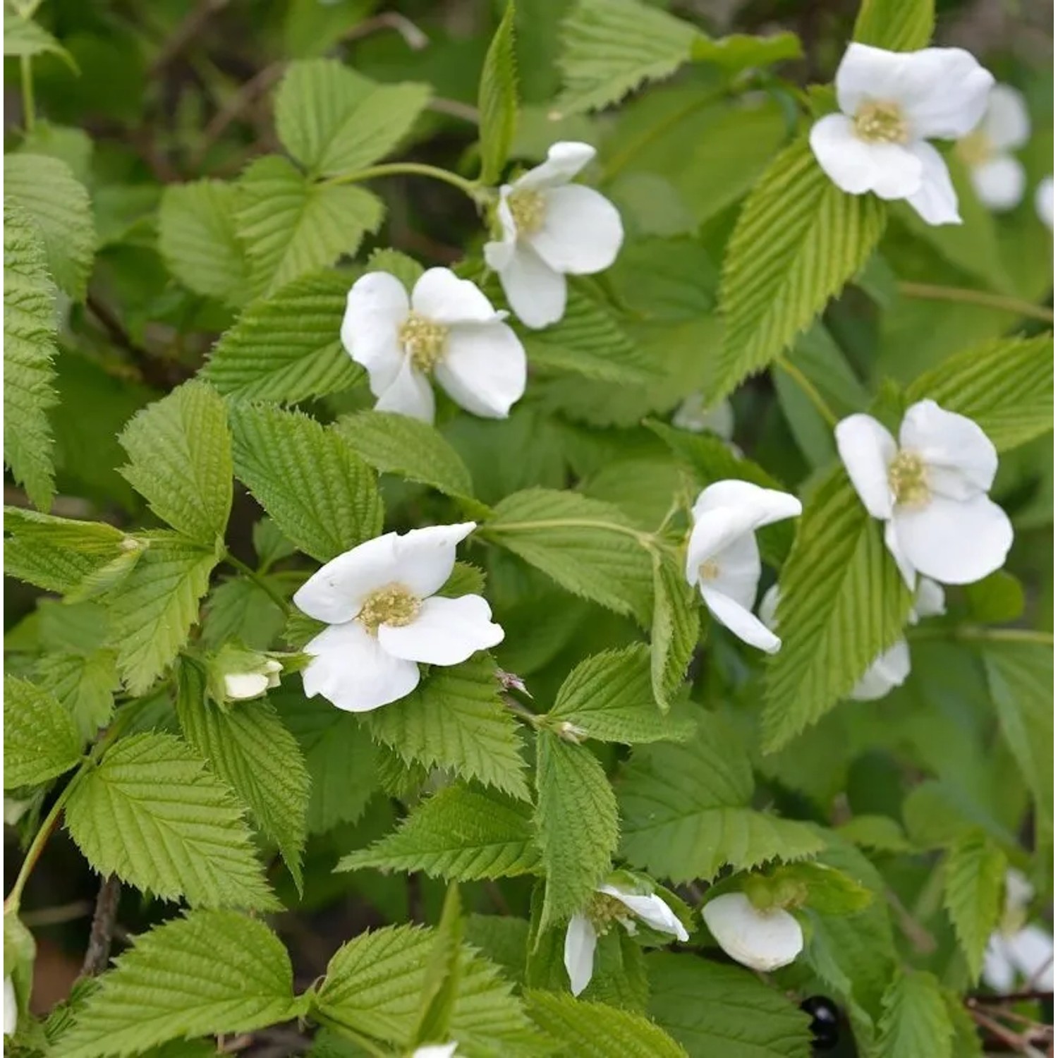 Scheinkerrie 20-30cm - Rhodotypos scandens