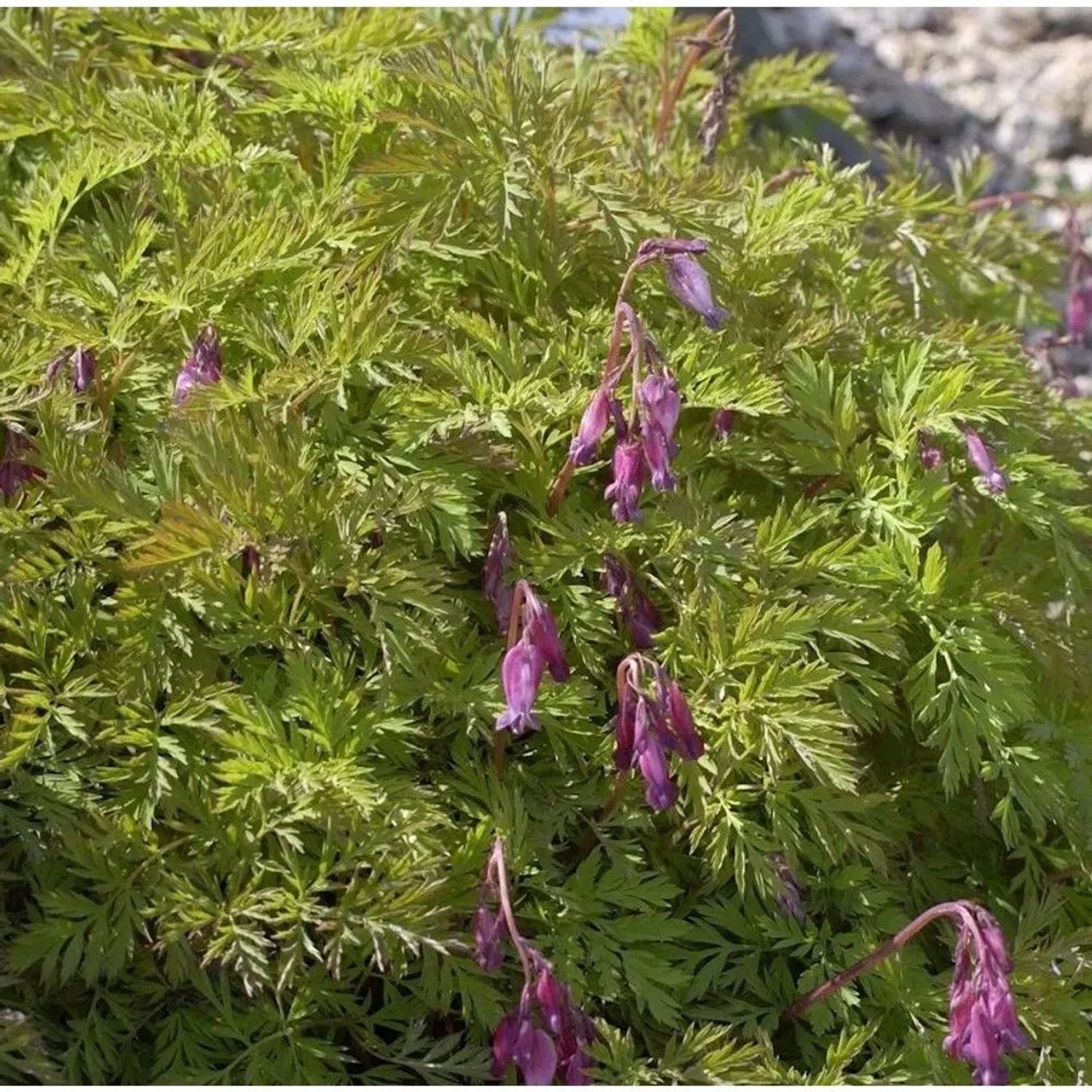 Rötliche Zwergherzblume - Dicentra formosa