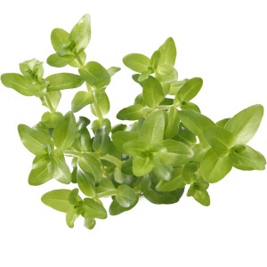 Dennerle Aquariumpflanze Bacopa Caroliniana, grüne Stängelpflanze für das Aquarium.