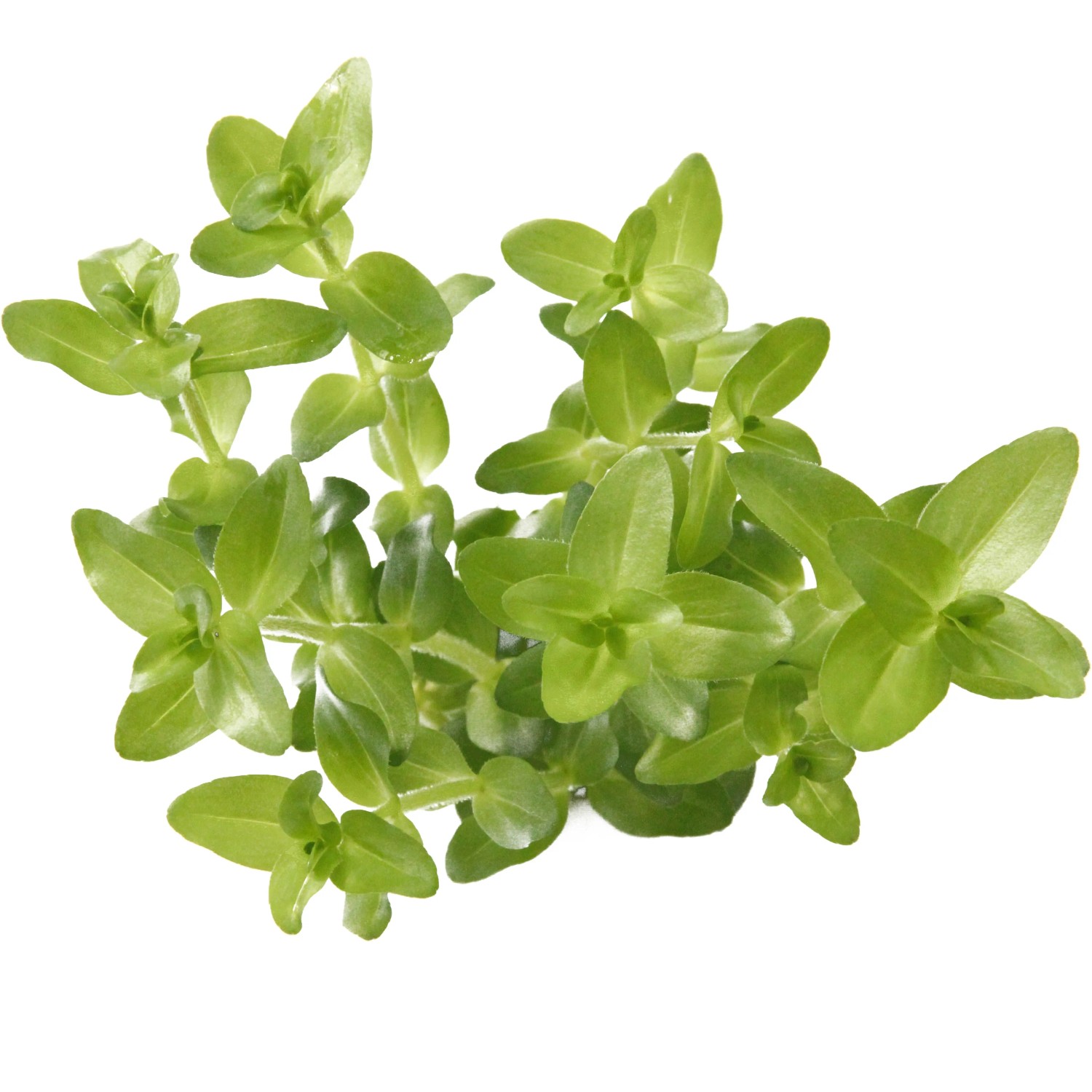 Dennerle Plants Aquariumpflanze Bacopa Caroliniana