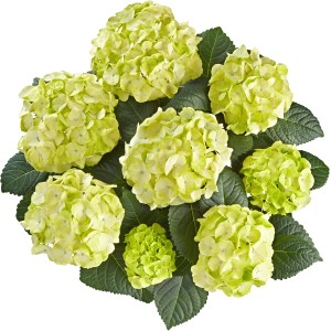 Cremeweiße OBI Bauernhortensie Caipirinha mit grünen Akzenten und dichten Blüten.