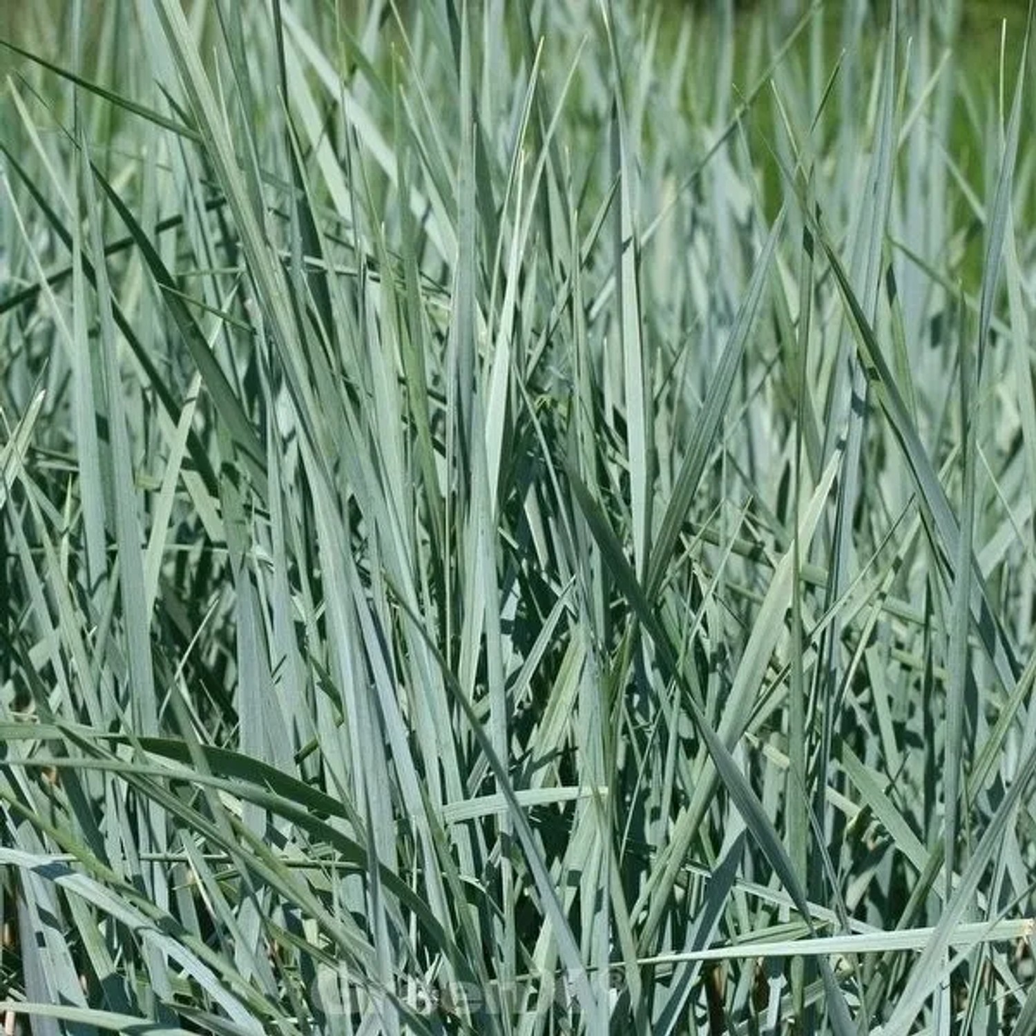 Strandroggen Blue Dune - großer Topf - Leymus arenarius