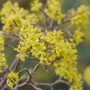 Nahaufnahme der gelben Blüten der Asiatischen Kornelkirsche (Cornus officinalis).