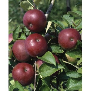 Reife, rote McIntosh Äpfel am Apfelbaum (Malus Domestica).