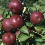 Reife, rote McIntosh Äpfel am Apfelbaum (Malus Domestica).
