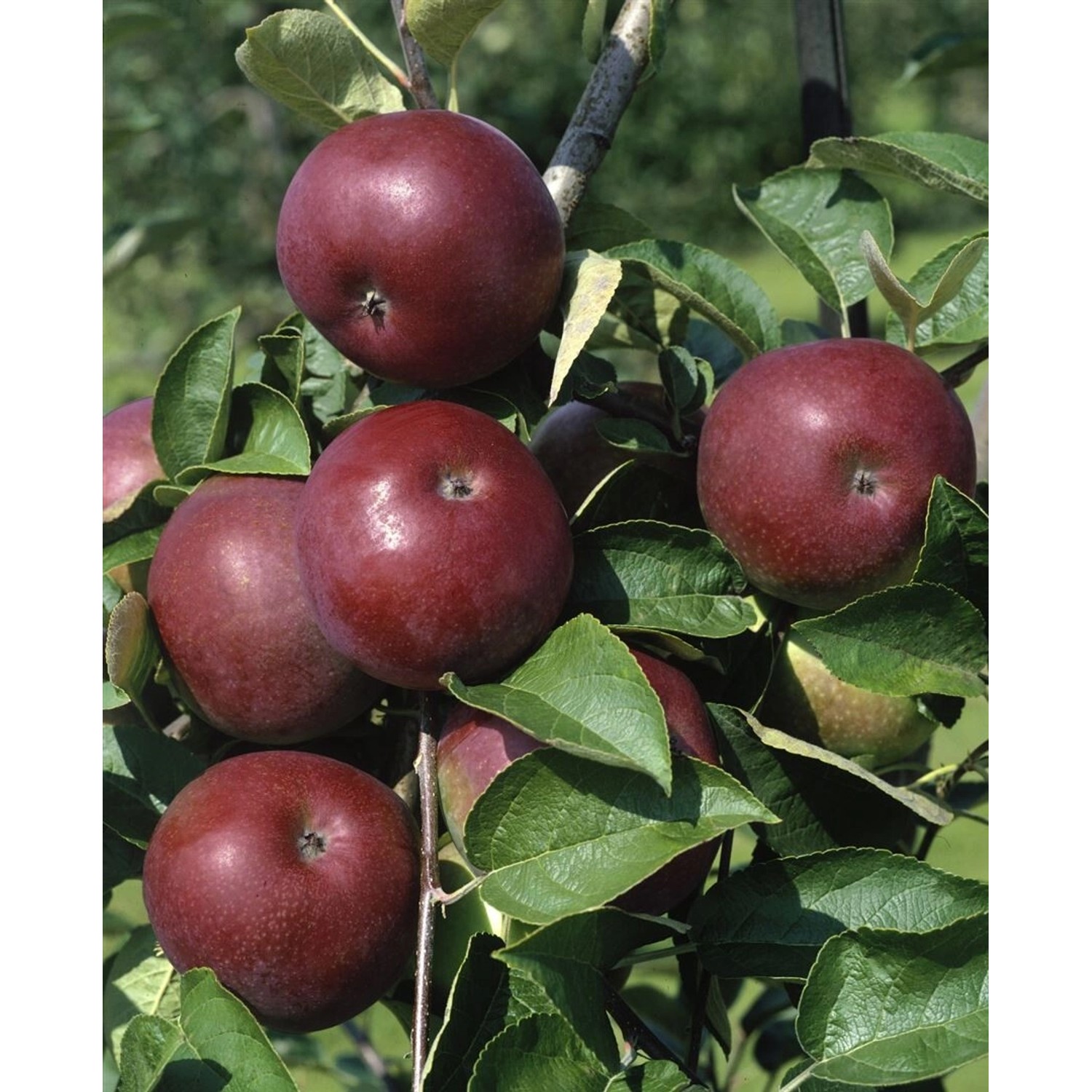 Malus Domestica McIntosh Kulturapfel 125-150 cm günstig online kaufen