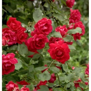 Kletterrose Pauls Scarlet Climber mit leuchtend roten Blüten und grünen Blättern.