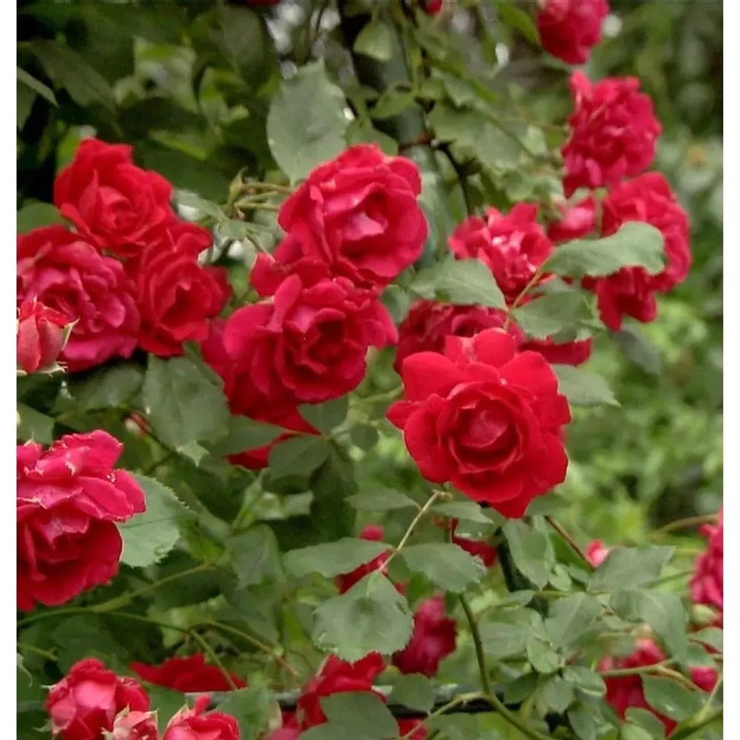Kletterrose Pauls Scarlet Climber 30-60cm