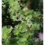 Japanische Korkenzieher Lärche Diana 40-60cm - Larix kaempferi_2