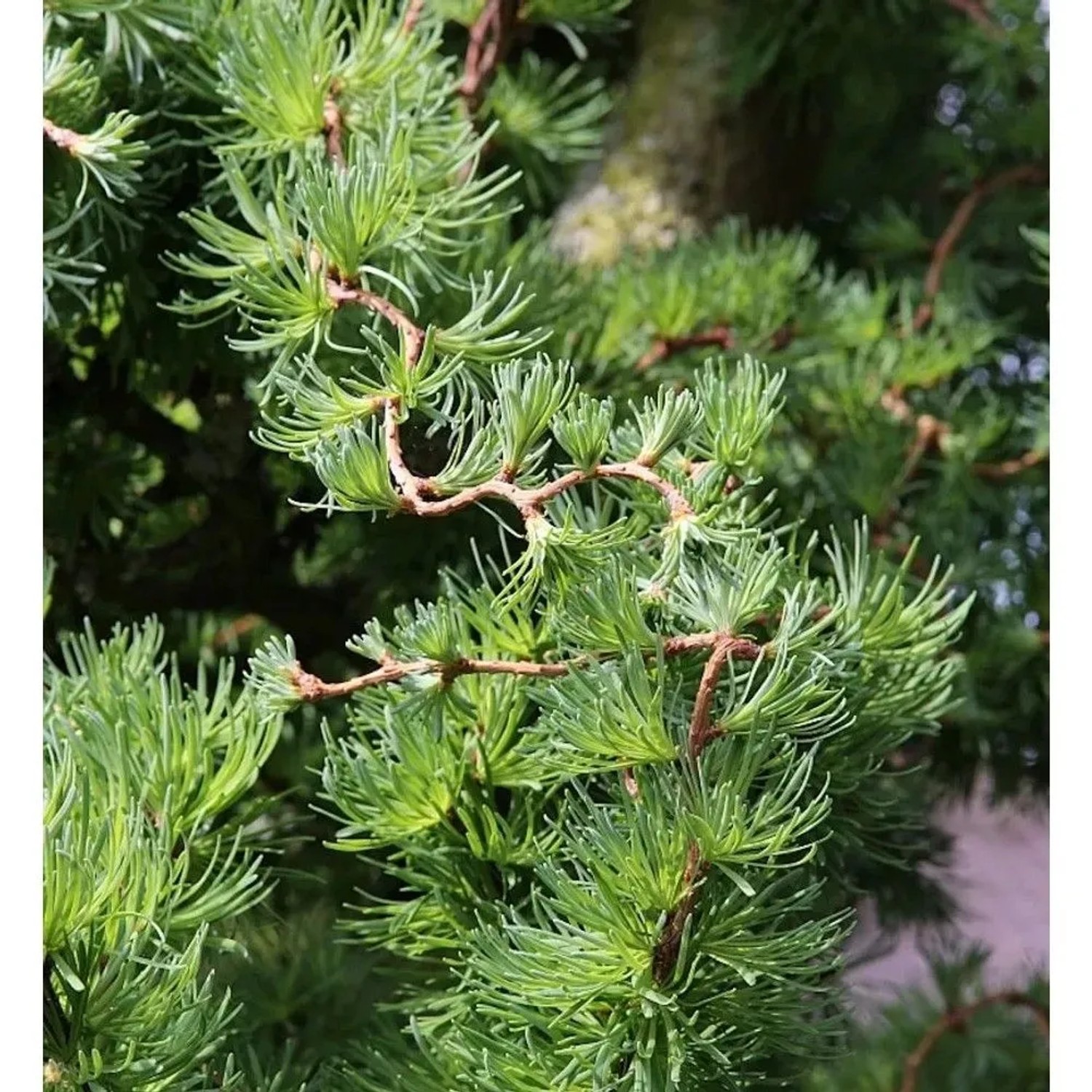 Japanische Korkenzieher Lärche Diana 40-60cm - Larix kaempferi_2