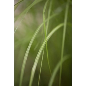 Detailaufnahme von grünem Chinaschilf (Miscanthus Gracillimus) im Topf.