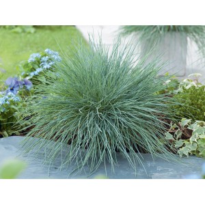 Blauer Blauschwingel 'Intense Blue' im Topf, Ziergras für Garten und Terrasse.