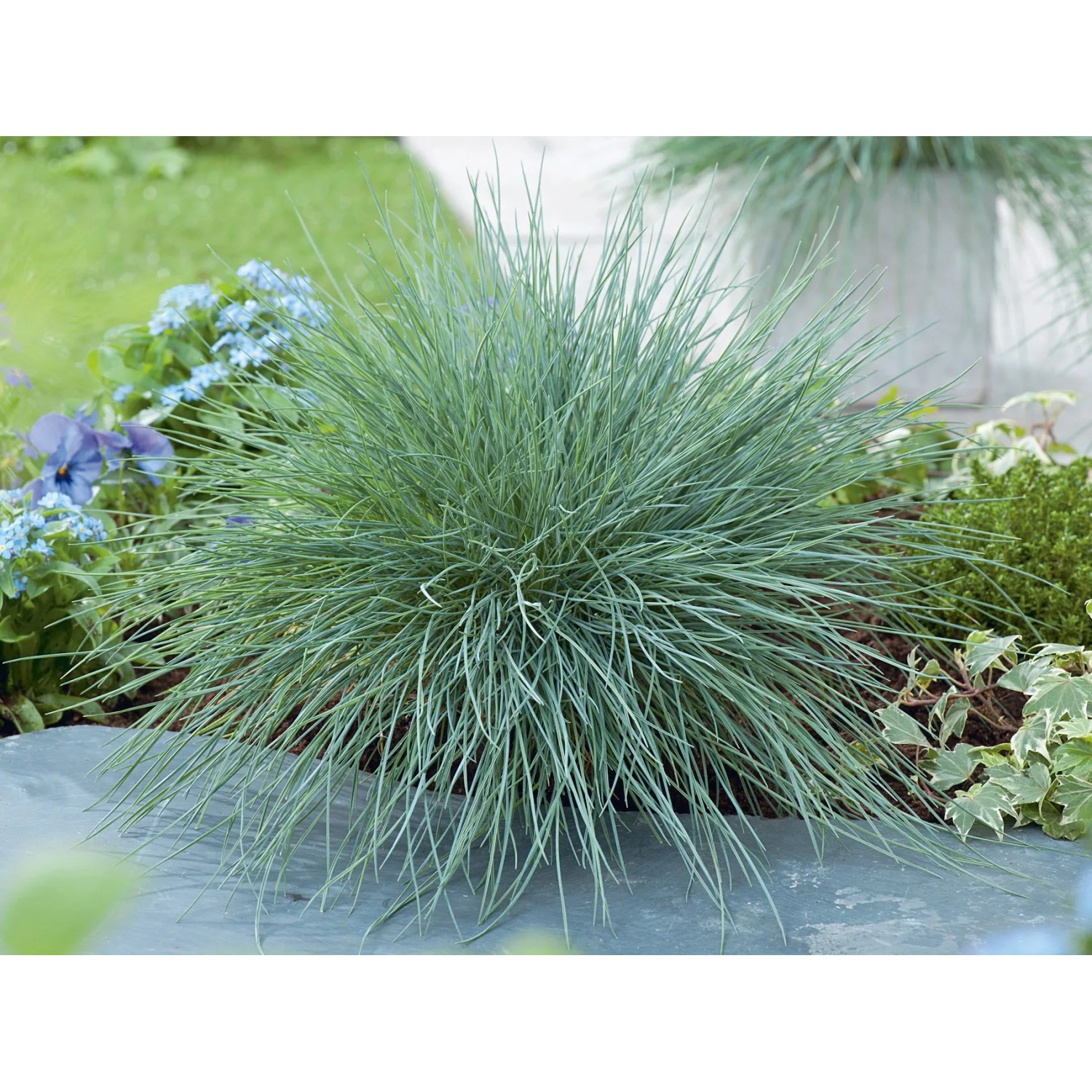 Festuca Glauca 'Eisvogel' (Blauschwingel) – Wintergrüne Ziergras Im 11 Cm Topf, Gärtnerqualität