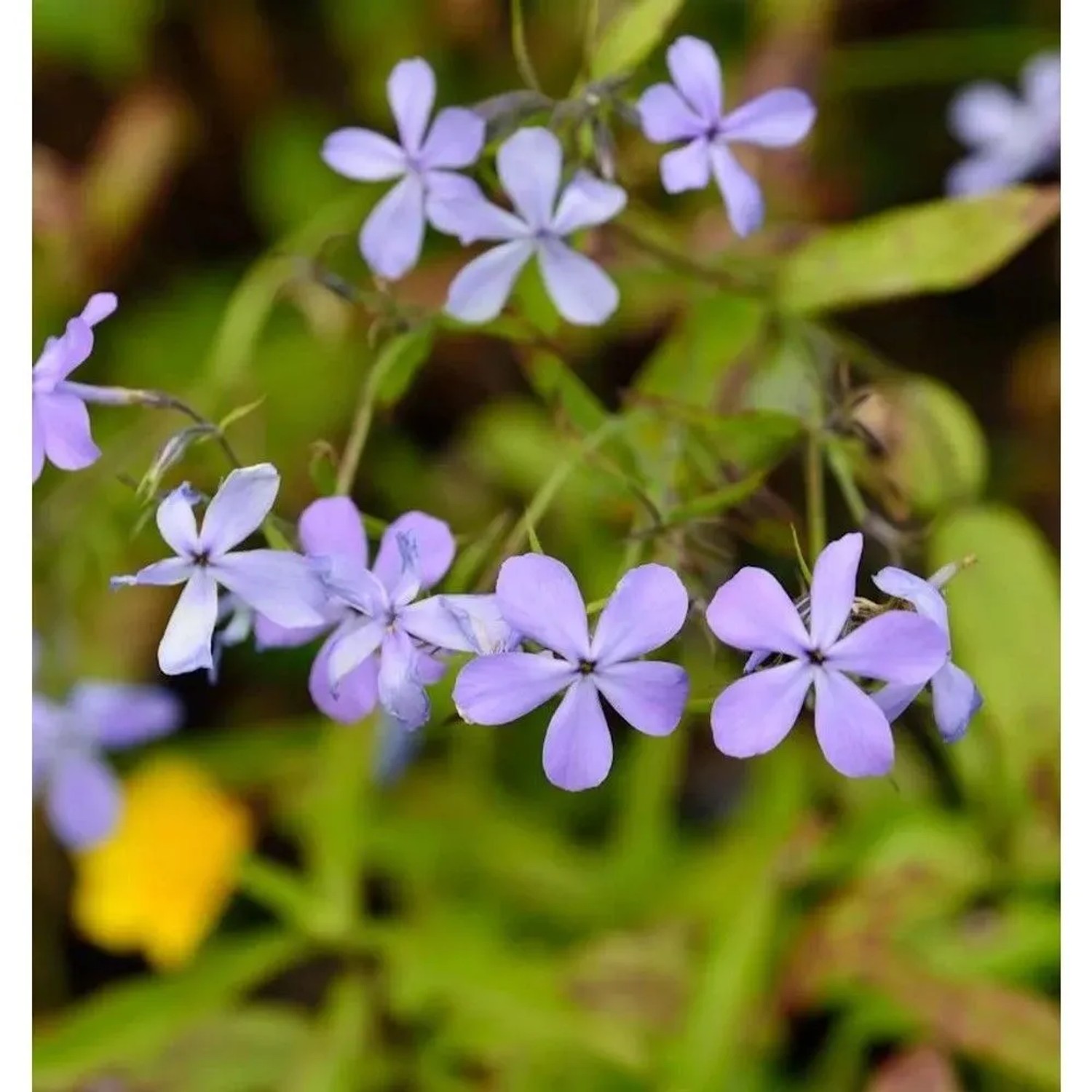 Niedrige Flammenblume Blue Moon - Phlox divaricata