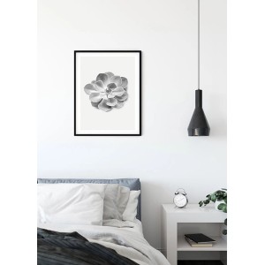 Komar Wandbild Succulent Aeonium, 40x50 cm, Nahaufnahme einer Sukkulente in Schwarz-Weiß.