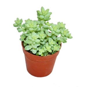 Exotenherz Sedum Affenschaukel im 8,5cm Topf, grüne Blätter.