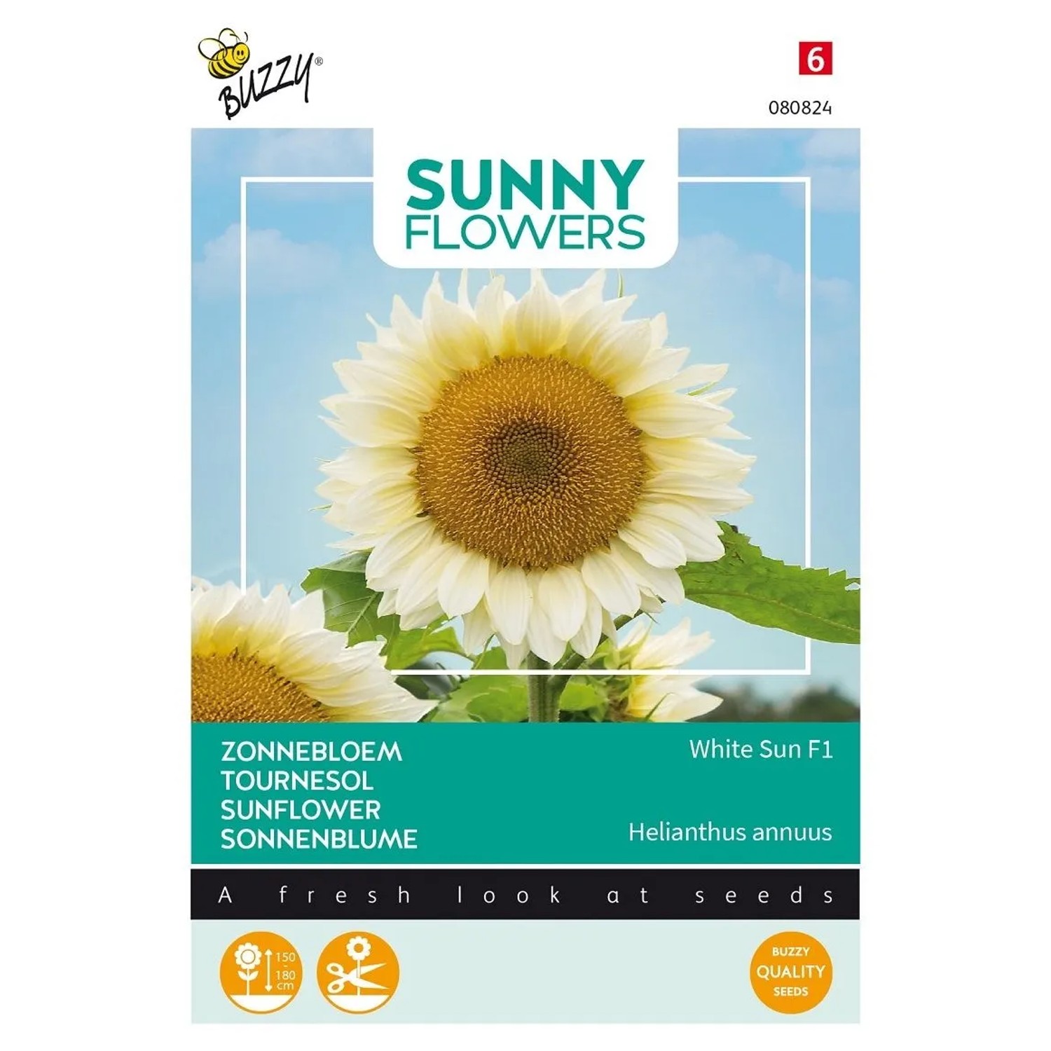 Sonnenblume 'White Sun F1' Buzzy Sunny Flowers Samen Ca. 6 Samen Cremeweiße Blüten