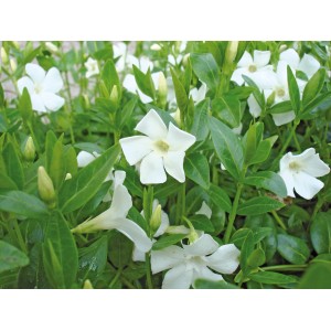 Immergrün Alba Weiß (Vinca minor) im Topf, weiße Blüten und grüne Blätter.