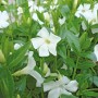 Immergrün Alba Weiß (Vinca minor) im Topf, weiße Blüten und grüne Blätter.