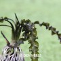 Dennerle Aponogeton Longiplumulosus Aquariumpflanze mit gewellten Blättern.