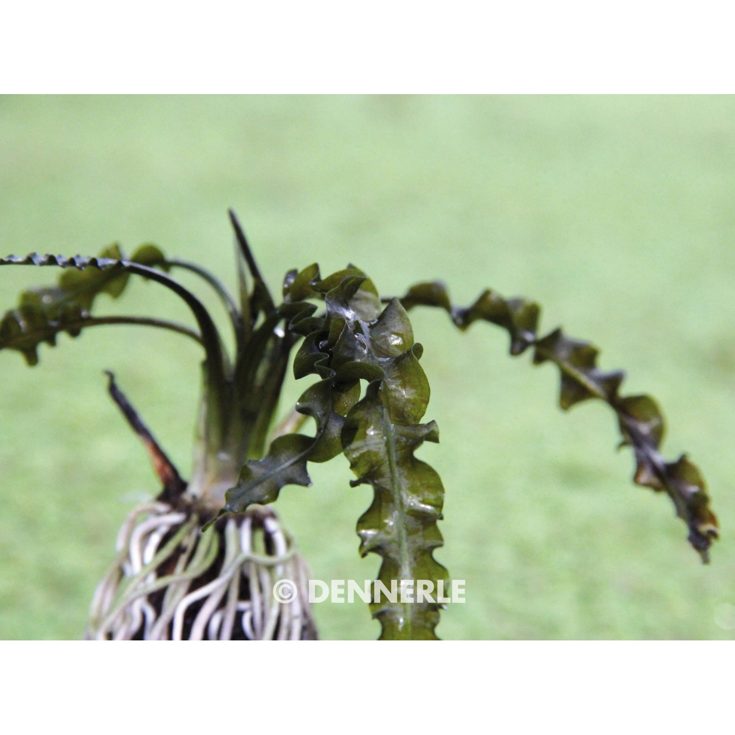 Dennerle Aponogeton Longiplumulosus Aquariumpflanze mit gewellten Blättern.