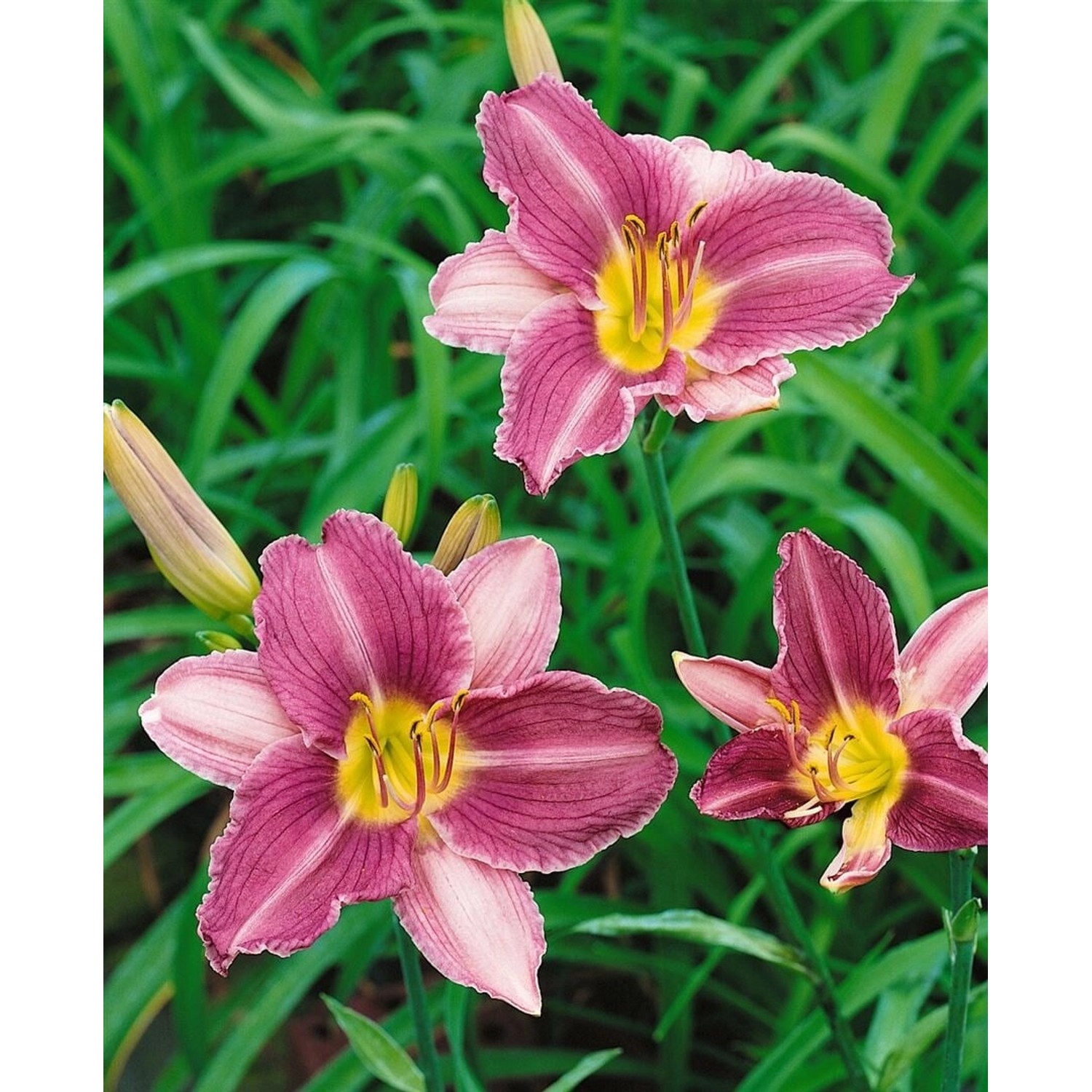 Hemerocallis X Cult. Prairie Blue Eyes Taglilie Ca. 11x11 cm Topf günstig online kaufen