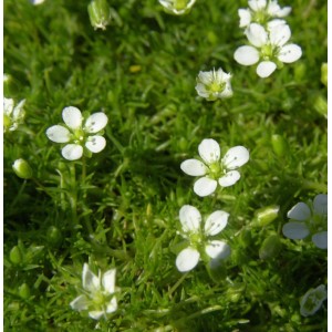 Nahaufnahme von blühendem Sternmoos (Sagina subulata) mit kleinen weißen Blüten.
